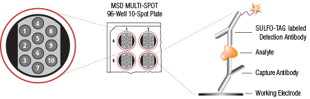 10 Spot Diagram