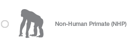 Non-Human Primate